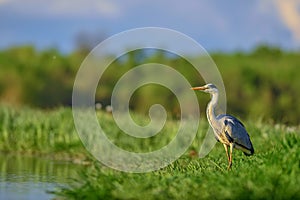 Grey Heron - Ardea cinerea