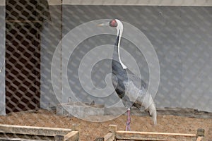 Grey Heron-Ardea cinerea