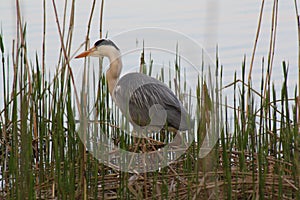 A grey heron, Ardea cinerea, hunting along the reeds surrounding a lake