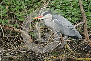 A Grey Heron, Ardea cinerea, hunting at the edge of a river in the UK.
