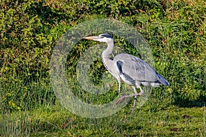 Grey Heron - Ardea cinerea hunting for prey.