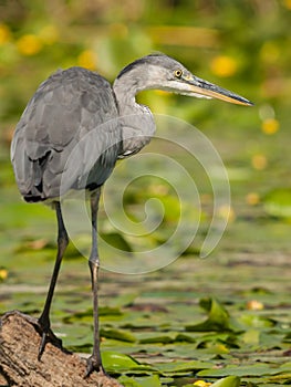 Grey Heron, Ardea cinerea, hunting in river, Aljucen River, Extremadura, Spain