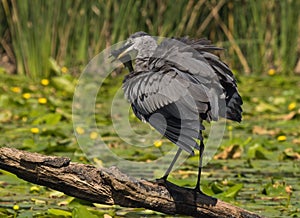 Grey Heron, Ardea cinerea, hunting in river, Aljucen River, Extremadura, Spain