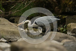 A Grey Heron Ardea cinerea hunting on a river for fish.