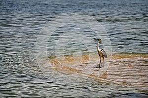 Grey heron Ardea cinerea hunting in shallow water on the beach, Anse A La Mouche, Mahe Island, Seychelles.