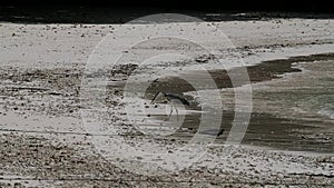 Grey heron Ardea cinerea is hunting in shallow water on the beach. Baie Lazare beach Mahe Island Seychelles.