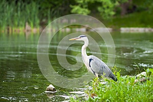 Grey heron Ardea cinerea hunting by the water.