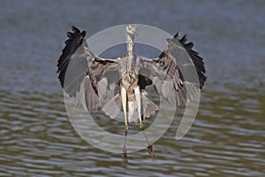 A grey heron Ardea cinerea landing towards the camera.