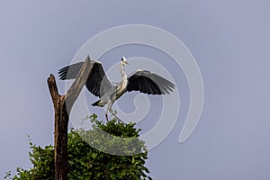 Grey Heron Ardea cinerea  landing on tree