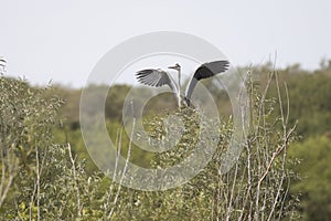 Grey Heron, ardea cinerea, landing in a tree