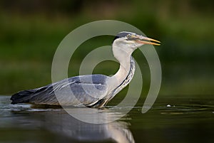 Grey Heron - Ardea cinerea