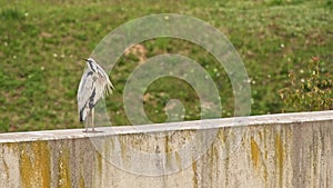 Grey heron (Ardea cinerea) a large water bird with gray plumage, the bird stands on the wall and cleans its feathers