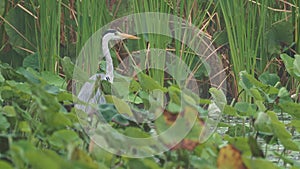 Grey Heron - Ardea cinerea long-legged predatory wading bird of the heron family, Ardeidae during rain weather