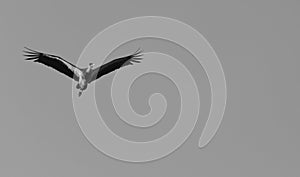 The grey heron - Slovakia
