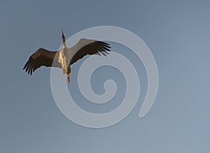 The grey heron - Slovakia