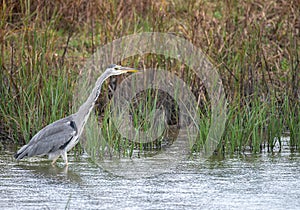 Grey Heron (Ardea cinerea) Stalking photo