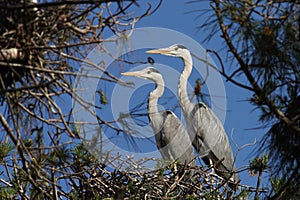 Grey Heron Ardea cinerea in love