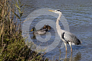 Grey heron, ardea cinerea, and mallard ducks