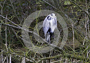 A Grey Heron - Ardea Cinerea In a Marsh Wetland