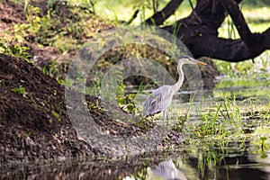 Grey heron or Ardea cinerea near water body at keoladeo national park or bharatpur bird sanctuary india