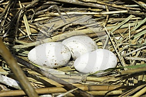 Grey Heron (Ardea cinerea) nest with eggs