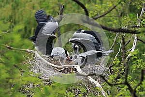 Grey heron, Ardea cinerea, in nest feeding four young herons by disgorged fish. Bird nesting behavior. Fish predator. Wildlife