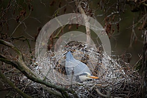 Grey heron, Ardea cinerea, in nest with five eggs, nesting time. Wildlife animal scene from nature. Spring nesting time with bird