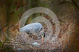 Grey heron, Ardea cinerea, in nest with five eggs, nesting time. Wildlife animal scene from nature. Spring nesting time with bird