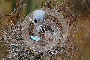 Grey heron, Ardea cinerea, in nest with four eggs, nesting time