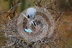 Grey heron, Ardea cinerea, in nest with four eggs, nesting time photo