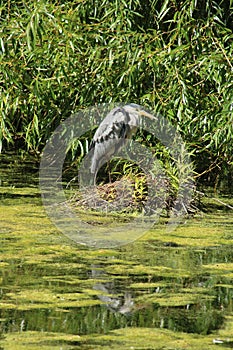 Grey Heron, ardea cinerea, by nest, Regent`s Park