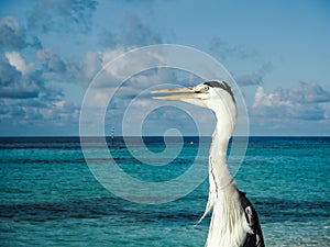 Grey heron Ardea Cinerea overlooking the shallow blue water o