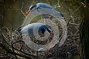 Grey heron, Ardea cinerea, pair of water birds in nest with eggs, nesting time, animal behaviour