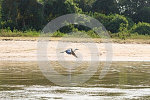 Grey heron, ardea cinerea from Pantanal, Brazil