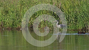 Grey heron, Ardea cinerea, patiently waiting besides the river Spey, Scotland in June.