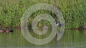 Grey heron, Ardea cinerea, patiently waiting besides the river Spey, Scotland in June.