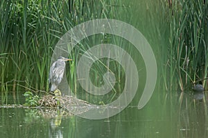 Grey Heron, Ardea cinerea perched on a bed of reeds on a lake