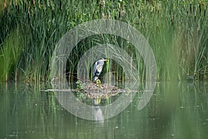 Grey Heron, Ardea cinerea perched on a bed of reeds on a lake