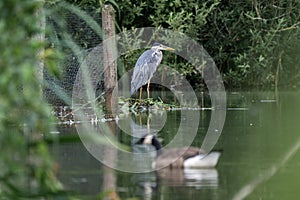 Grey Heron, Ardea cinerea perched on a bed of reeds on a lake