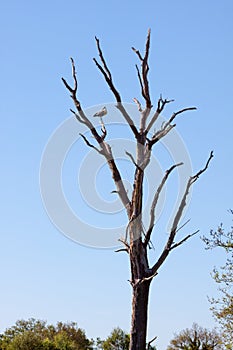 Grey Heron (ardea cinerea)