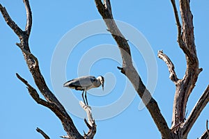 Grey Heron (ardea cinerea)