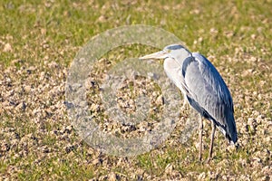 Grey Heron Ardea cinerea perched in Donana National Park, Andalusia, Spain