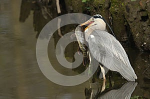 Grey Heron Ardea cinerea with a pike that it has just speared and is going to eat.