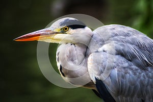 Grey Heron (Ardea cinerea) Portrait