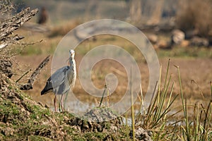 Grey heron or Ardea cinerea portrait with eye contact perched on mound in wetland of keoladeo national park