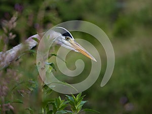 Grey Heron / Ardea cinerea portrait on river bank