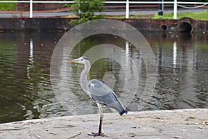 Grey Heron (Ardea cinerea) posing on side of lake