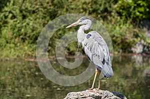 A grey heron Ardea cinerea posing on a stone above the pond at Maruyama Park Maruyama Koen Higashiyama district in Kyoto,