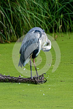 Grey heron, Ardea cinerea, preening feathers and hunting for fish in duckweed covered pond