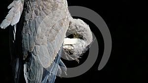 Grey Heron (Ardea cinerea) preening itself, against a black background, taken in London, England